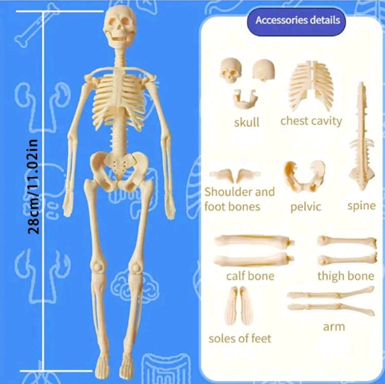 Set Human Anatomy Model Kit - Detachable Skeleton