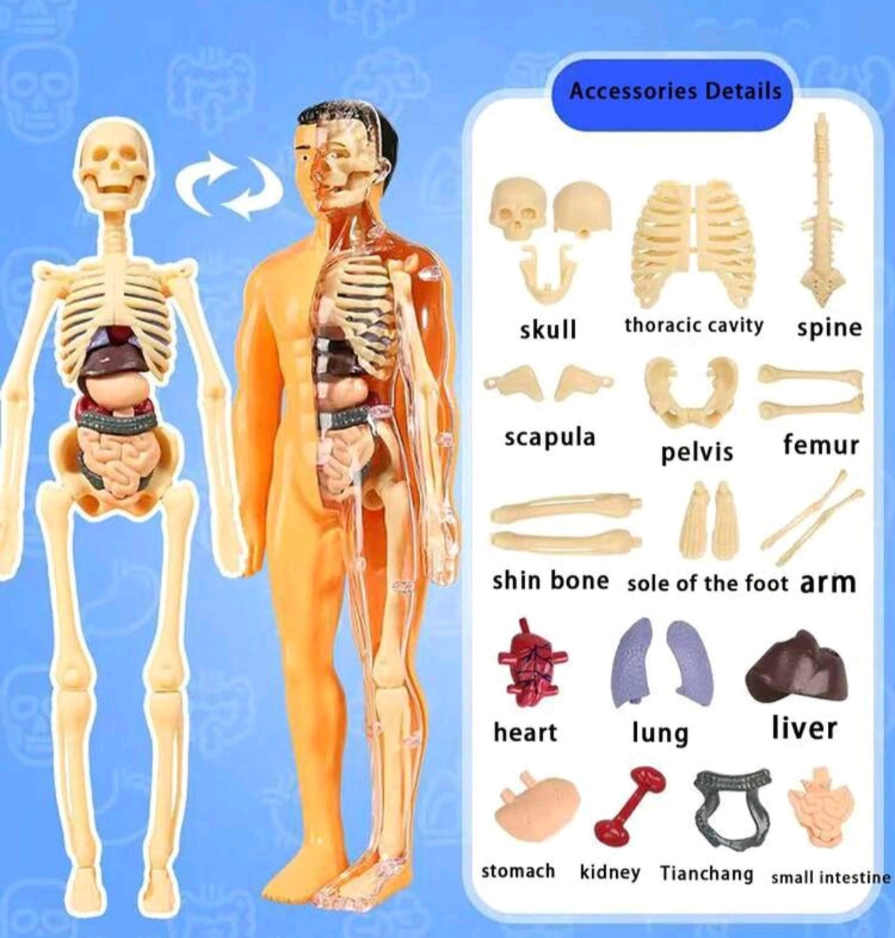 Set Human Anatomy Model Kit - Detachable Skeleton