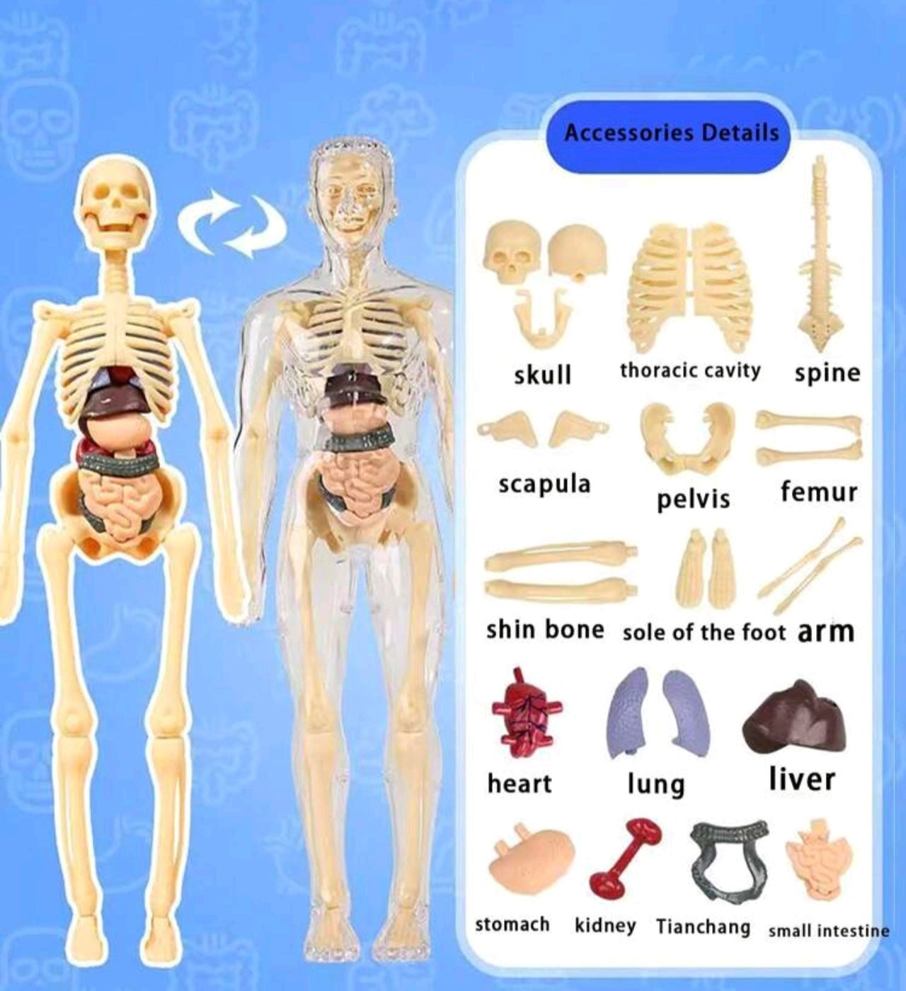 Set Human Anatomy Model Kit - Detachable Skeleton