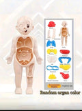 Set Of Children's Simulated Human Organ Model